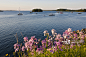 Phlox bloom on shoreline of harbor, Lubec, Maine, USA_创意图片