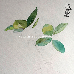 aabaabbbb采集到水彩范画