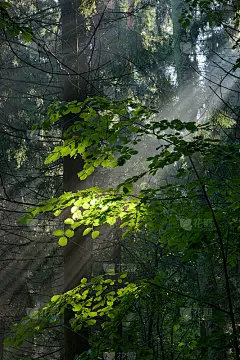 阳光明媚的早晨在森林里_5145313417