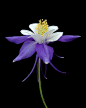 ~~Whirling Dervish ~ blue and white columbine by Schooled_in_rock~~