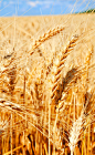 唯美的稻田景色高清图片 - 素材中国16素材网