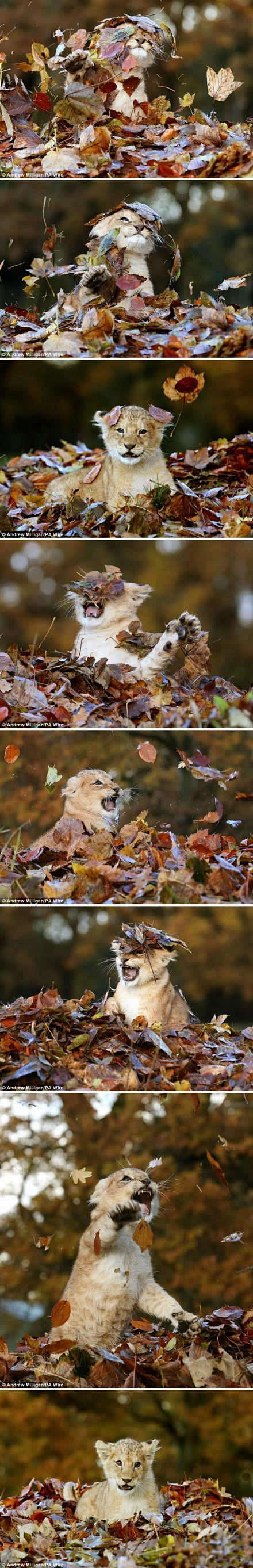 小狮子正在经历它人生中的第一个秋天。。。...