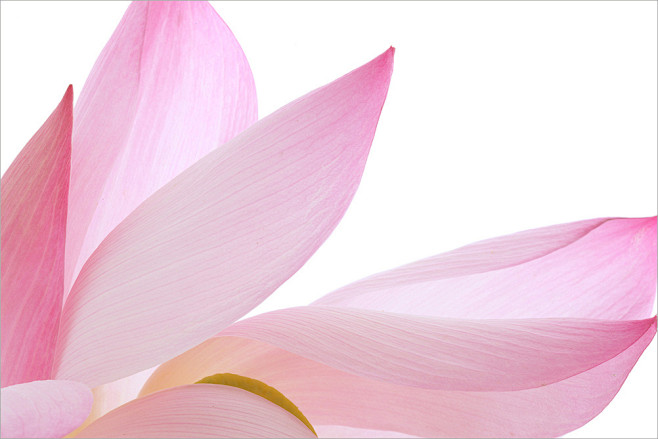 全部尺寸 | Lotus Flower ...