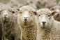 Sheep. Three sheep within a mob turn to check out the photographer , #AFF, #mob, #sheep, #Sheep, #photographer, #check #ad