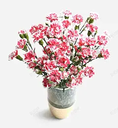 康乃馨鲜花盆栽高清素材 康乃馨 盆景 盆栽 粉色的花 花 鲜花 元素 免抠png 设计图片 免费下载 页面网页 平面电商 创意素材