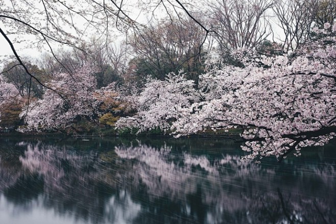 Tokyo in spring ｜Tak...