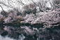 Tokyo in spring ｜Takashi Yasui ​​​​