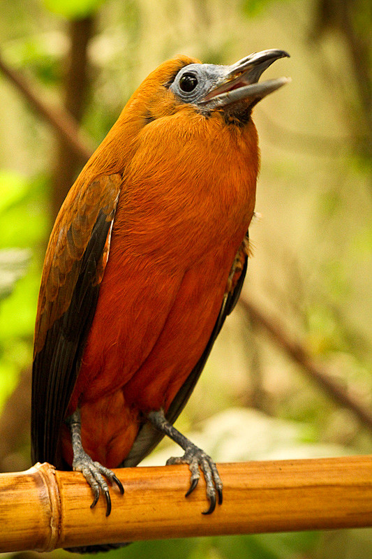 雀形目伞鸟科三色伞鸟属三色伞鸟
