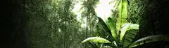 原始森林香蕉树风景banner壁纸高清素材 植物 素材 色彩 风景 背景 设计图片 免费下载