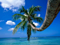 Beautiful Beach and Palms Wallpapers for Your Desktop