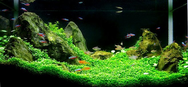 分享一下美丽的草缸!#鱼缸造景##造景#...