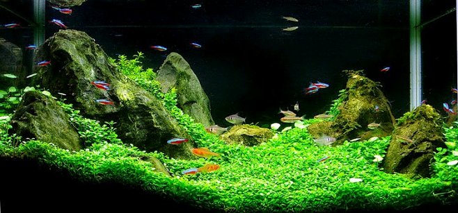 分享一下美丽的草缸!#鱼缸造景##造景#...