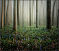 瓦迪姆特鲁诺夫500px的照片在森林的早晨