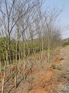杂木植物-花瓣网|陪你做生活的设计师 | 鸡爪槭2
