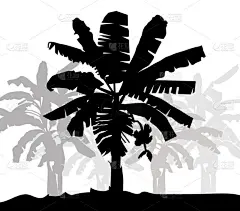 香蕉树的轮廓矢量