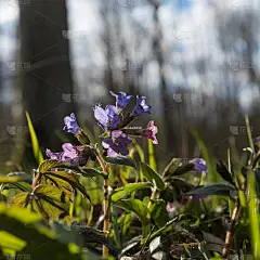 背光龙须草花特写