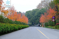 qing890108采集到市政道路