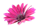 花png@余人白