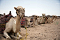 趴在沙漠中的骆驼特写，macdown插图，精美骆驼图片素材，沙漠骆驼精选素材，骆驼，Mac下载素材