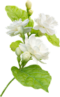 jasmine-flower-and-leaf-symbol-of-mothers-day-in-thailand-png.png (1196×1920)