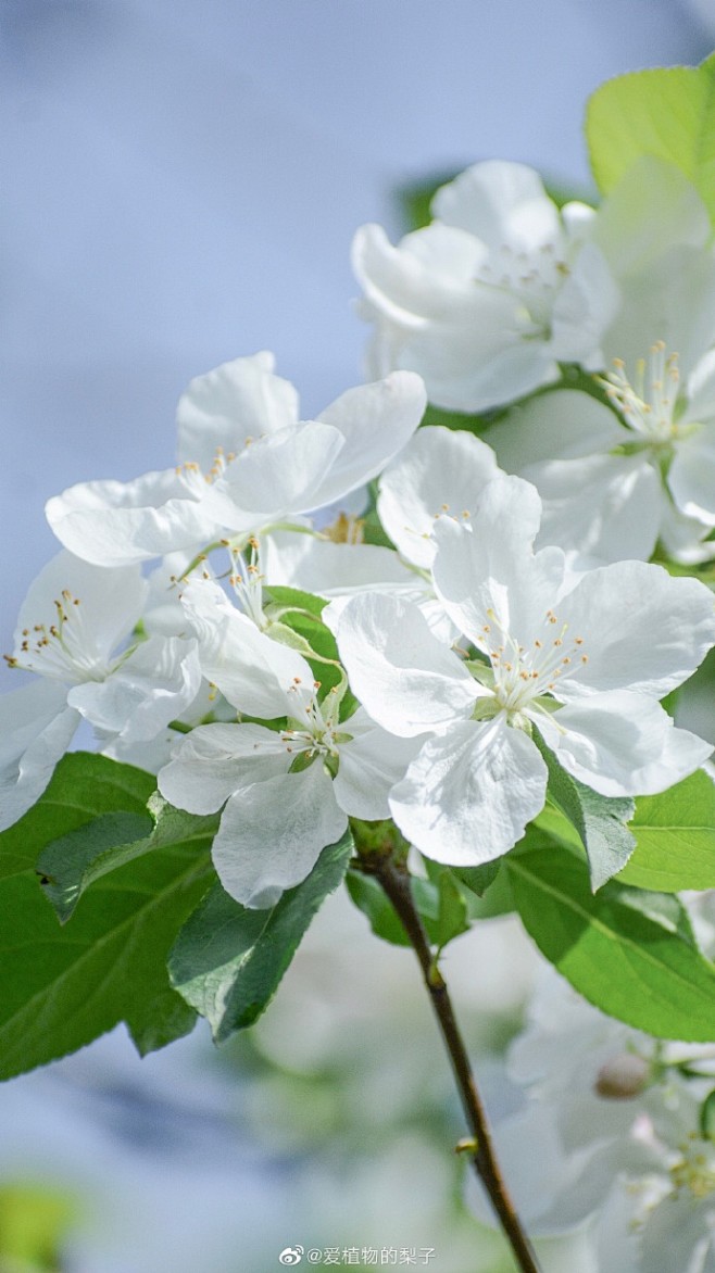 一种白海棠，花朵大香味浓 ​​​​