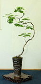 bonsai