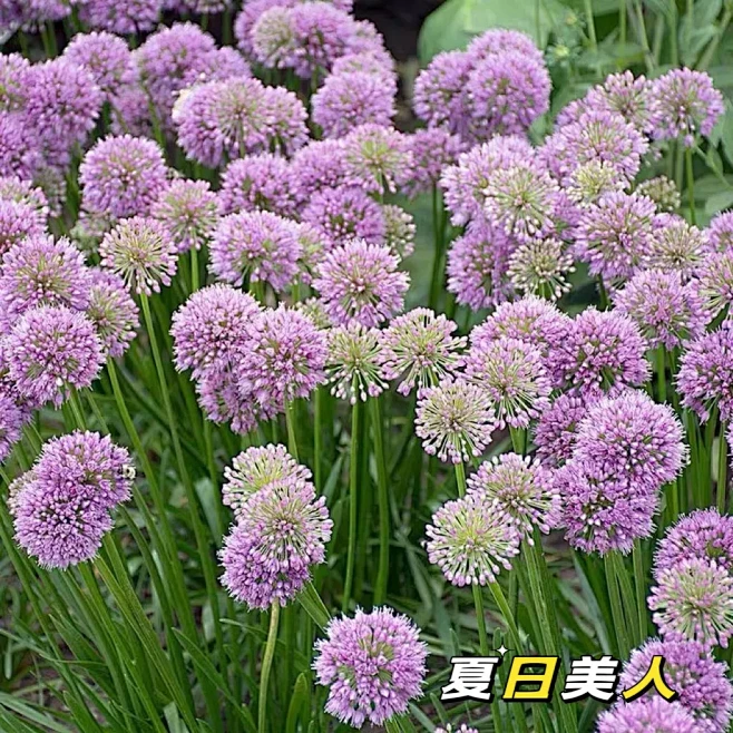 浪群团购 皮实好养植物合集（3）：鼠尾草、大滨菊、粉色美洲茶、北美腹水草、山菅兰、荼蘼、常春藤、日本银莲花、小花葱等15种植物哦-花瓣网