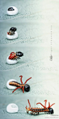 一只箩纹蛾的幼虫孵化的过程。这个张牙舞爪的小东西在卵里一定很憋屈地盘着~摄影：Igor Siwanowicz