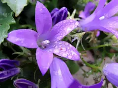 Plan très rapproché de campanules des murailles (campanula muralis), mouillées de gouttelettes de brouillard étincelantes. Mercurey, Bourgogne, France. Automne 2018.