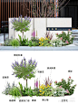 花境搭配