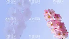 樱花墙纸  - 源文件下载【酷图网】樱花,春天,春暖花开,桌面墙纸,壁纸,背景,清新背景,