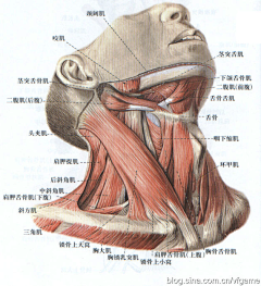 抠脚de大叔采集到绘画