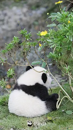 集齐“圆蛋”，新年齐福！将最治愈壁纸收入囊中，带走一切不开心，带来一切好运气～#福利滚滚# ​​​​