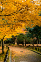 最是繁華豐饒時，扶桑秋色照嫩寒。攝於日本/奈良