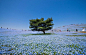 日本摄影师拍摄蓝色花海 与天空交融仿佛幻境_新闻_腾讯网