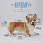 The Anatomy of a Corgi (Version 2.0) - Imgur