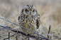 short-eared owl