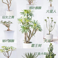 ——秋——采集到沙生植物