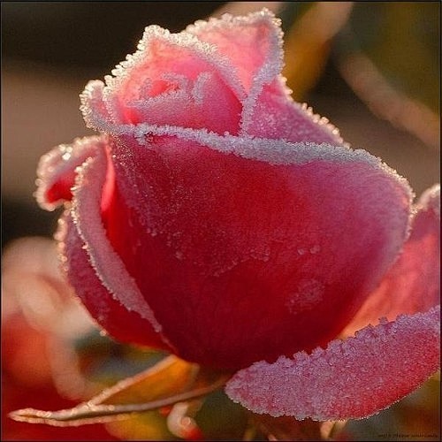 冰霜玫瑰，有点想去吃的感觉。