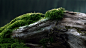 General 1920x1080 nature moss log