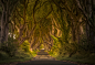 The Dark Hedges by Darek Gruszka