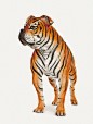 MCCANN / SAVE OUR TIGERS : Campaign for Aircel: Save our tigers.Agency: McCann Erickson New DelhiRetouch: Cristian Girotto