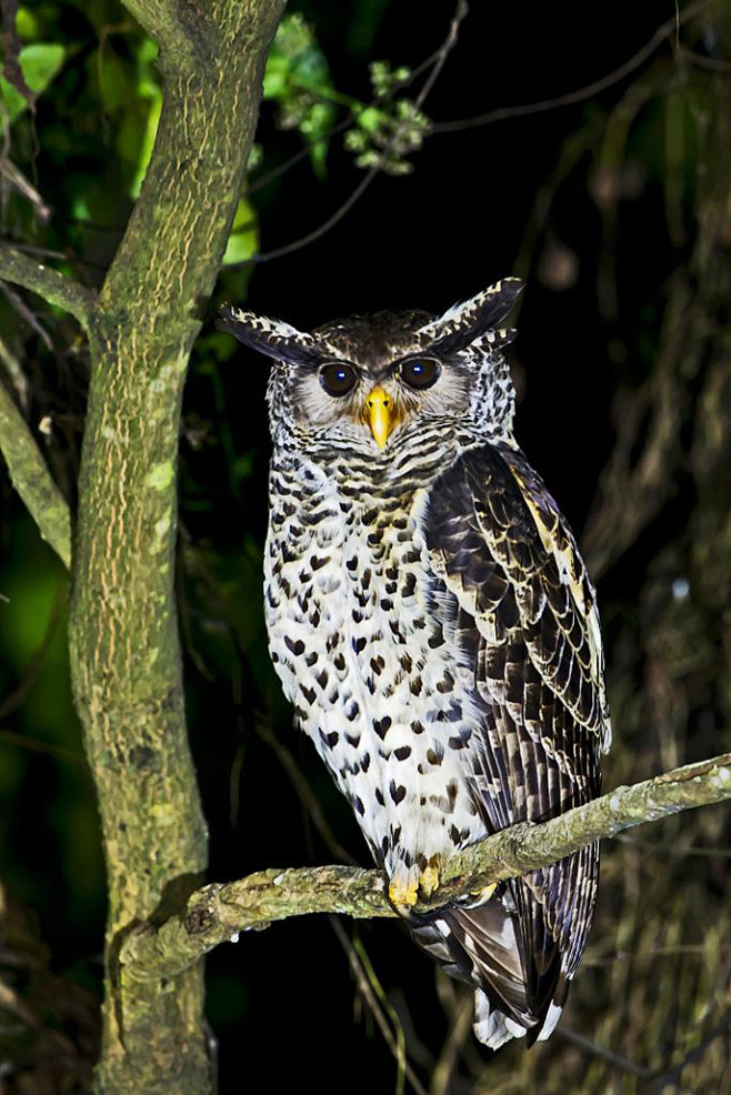 鸮形目鸱鸮科雕鸮属林雕 