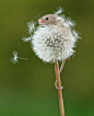 Then there was the mouse who climbed to the summit of a dandelion just because it was there.