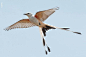 剪尾王霸鹟】相当有趣的一种鸟了，英文是 Scissor-tailed Flycatcher