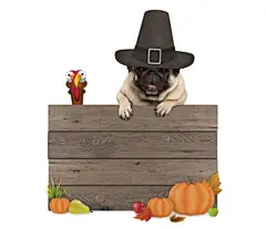 点击来源直接获取大图文件 |funny pug dog wearing pilgrim hat for Thanksgiving day, with blank wooden sign and turkey, isolated on white background