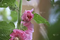 Alcea Rosea