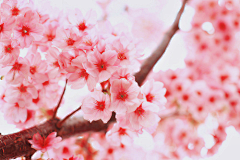 kanae·葉采集到花