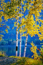 Birch trees in fall color on the shore of Lake MacDonald in Glacier National park in Montana, United States.: 
