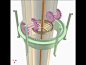 Transmission between two coaxial shafts separated by a tube 2